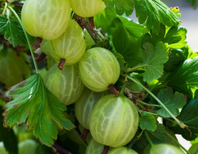 Coacăze albe ´Mucurines´ Coacăze de copac, cont. 5l