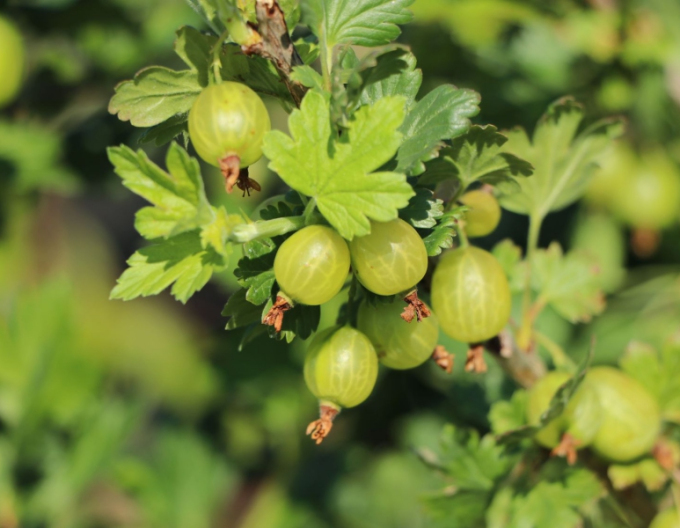 Coacăze albe ´Mucurines´ Coacăze de copac, cont. 5l