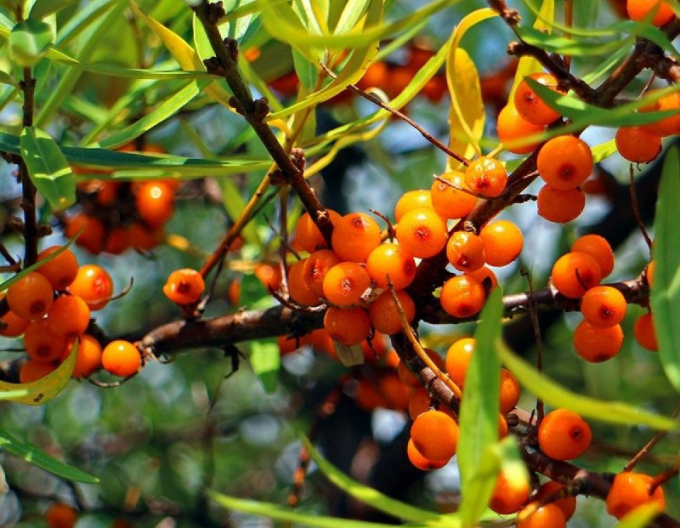 Cătină de mare feminin ´Altai´