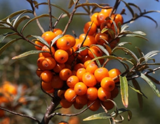 Cătină de mare feminin ´Altai´