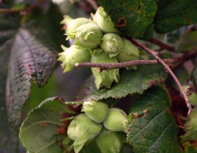 Alun comun ´Segorbe´