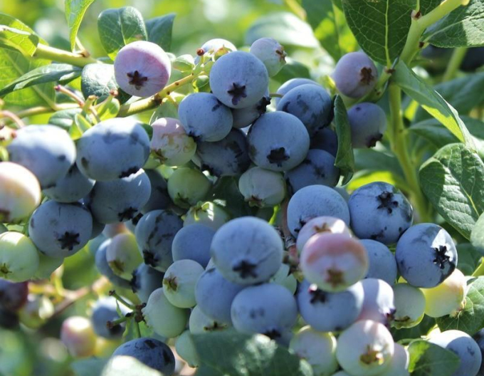 Afine Canada ´Bluegold´ 5L