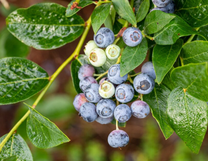 Afine Canada ´Bluegold´ 5L