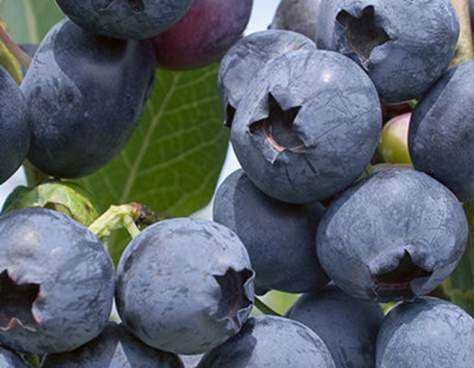 Afine canadiene ´Polaris´ 5l