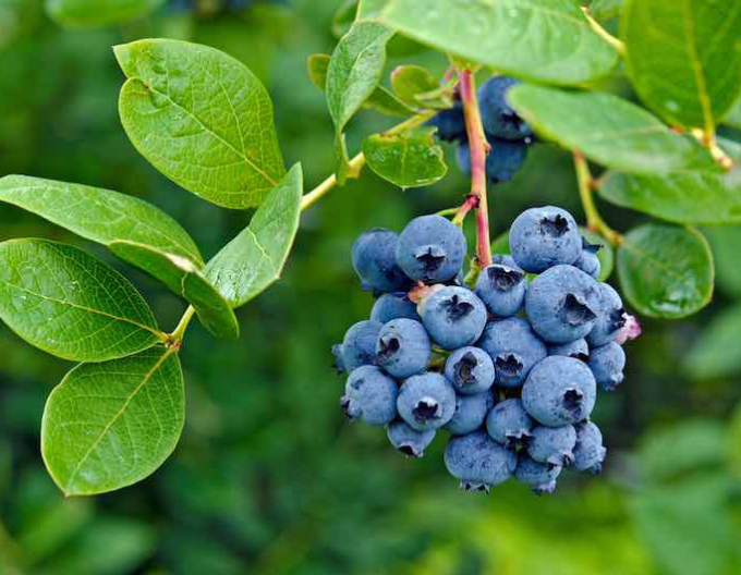 Afine canadiene ´Polaris´ 5l