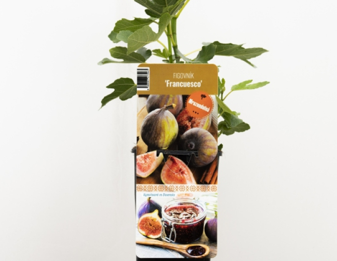 Fic rezistent Francuesco