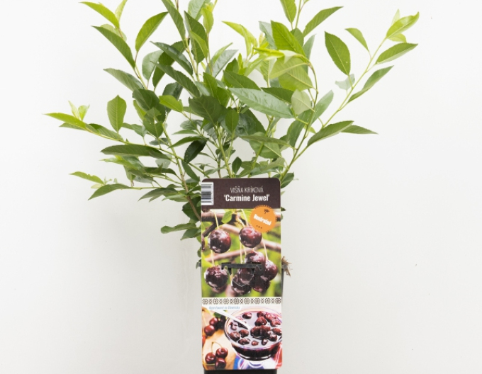 Vișin pitic ’Carmine Jewell’ – tufă  5l