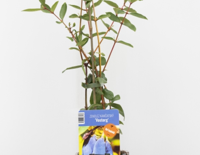 Cătină albastră de Kamceatka ´Vostorg´