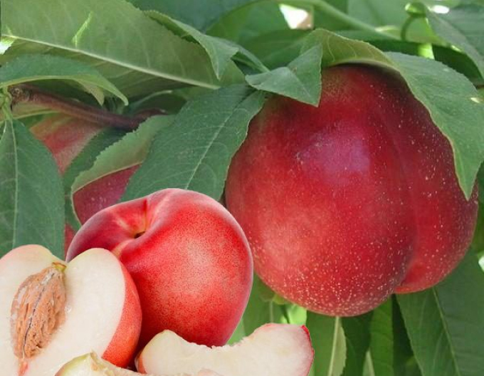 Nectarina ´Snow Queen´ semitârzie, portaltoi GF677, rădăcină liberă