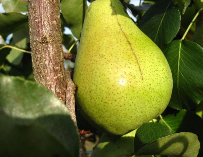 Par ´Parisian´, iarnă, portaltoi Dula, rădăcină liberă