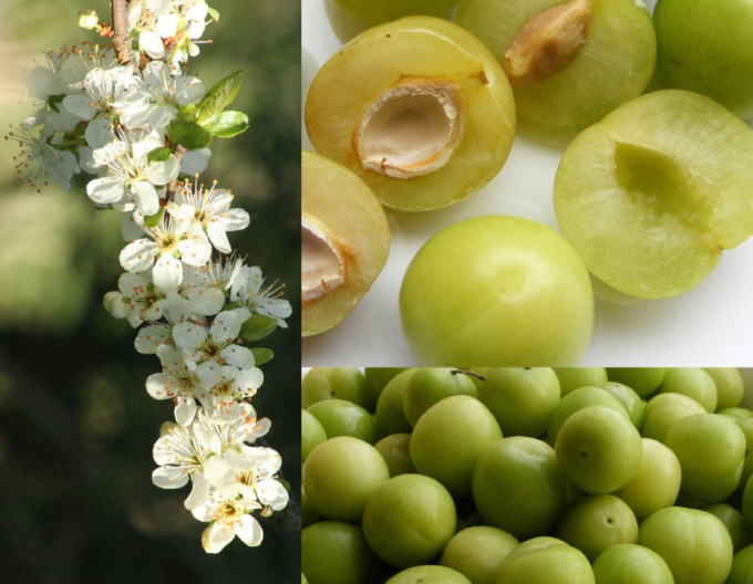 Ringlot "Wazonova", sub. Ringlet verde, mână liberă.