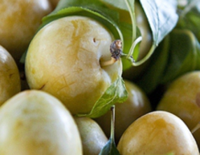 Ringlot "Wazonova", sub. Ringlet verde, mână liberă.