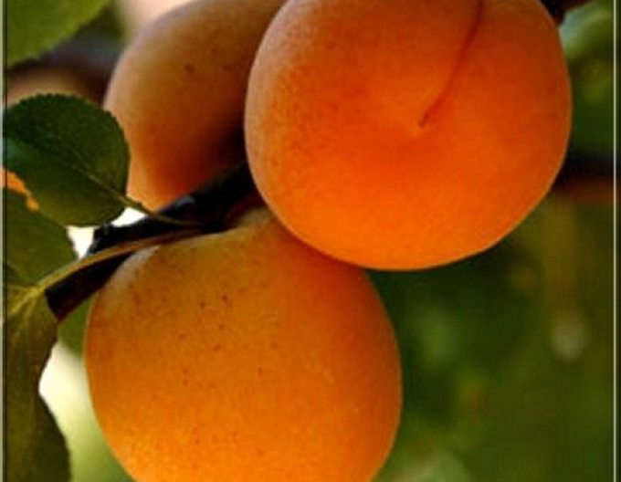 Cais ‘Barbora’, semitimpuriu, portaltoi Myrobalan, rădăcină liberă