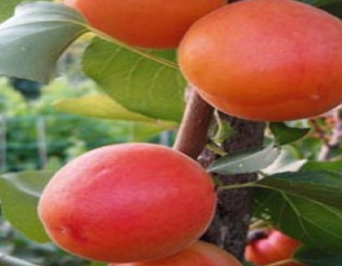 Cais ‘Barbora’, semitimpuriu, portaltoi Myrobalan, rădăcină liberă