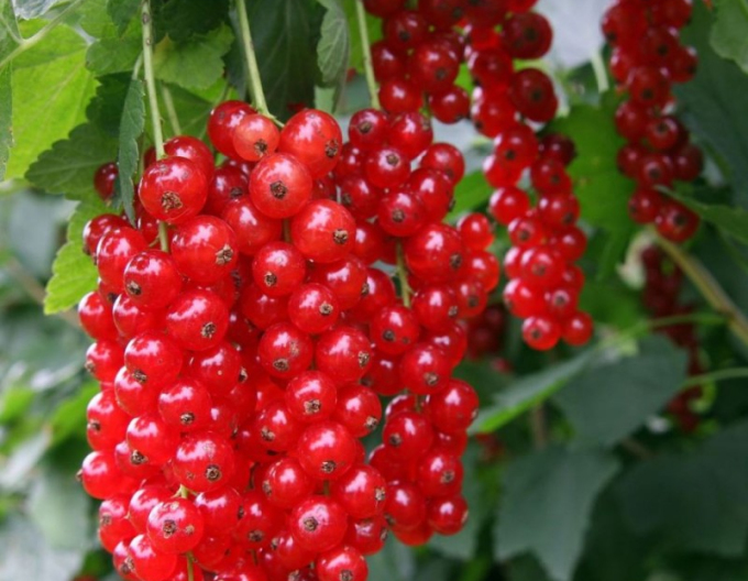 Coacăz roșu ´Detvan´ tufă