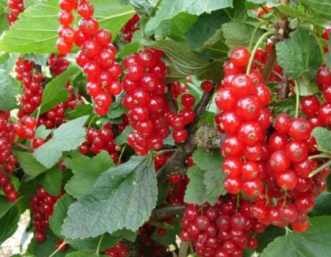 Coacăz roșu "Trent" tufă