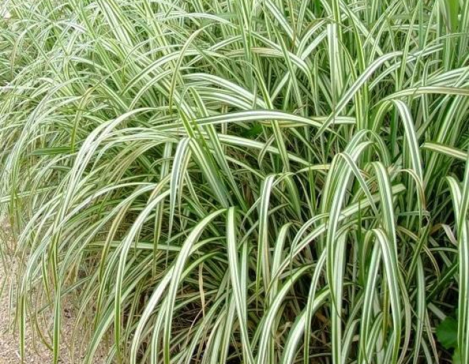 Planta ornamentală chineză Cabaret