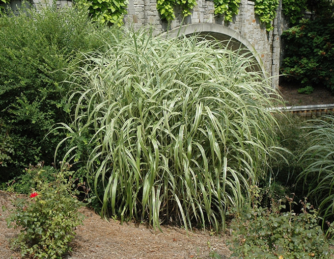 Planta ornamentală chineză Cabaret