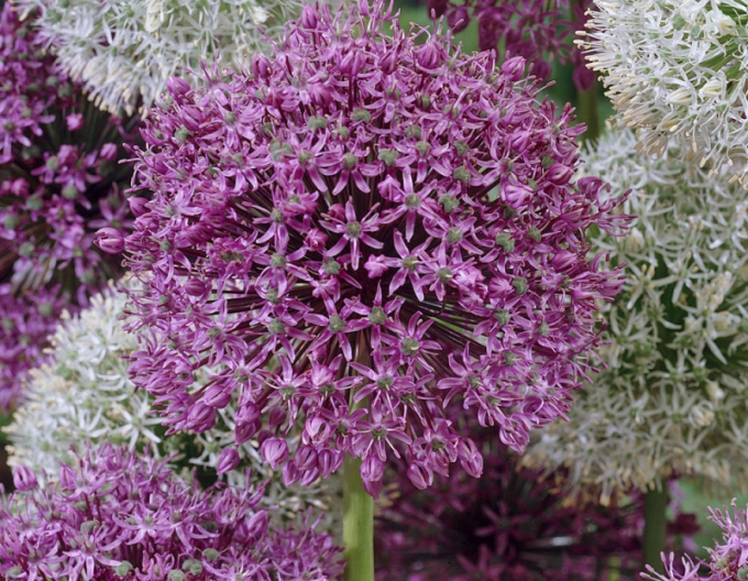 Usturoi ornamental ´Mars´