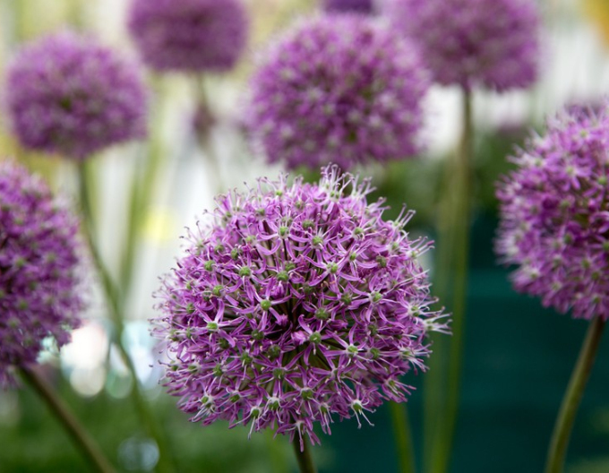 Usturoi ornamental ´Mars´