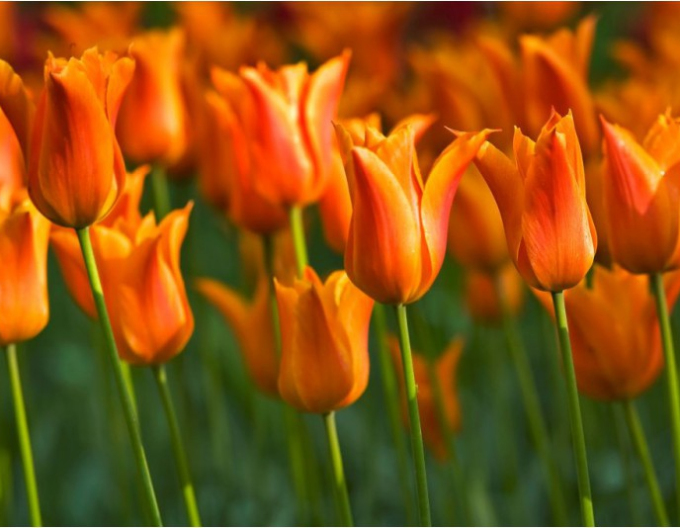 Lalea floarea de crin "Ballerina