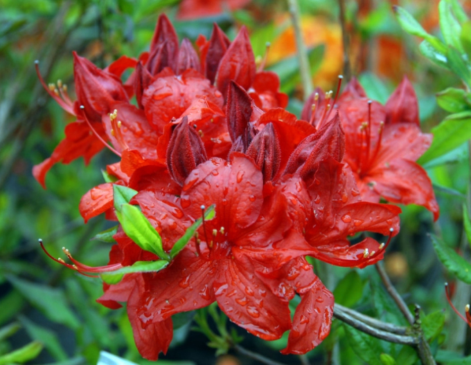 Azalee cu flori mari "Parkfeuer