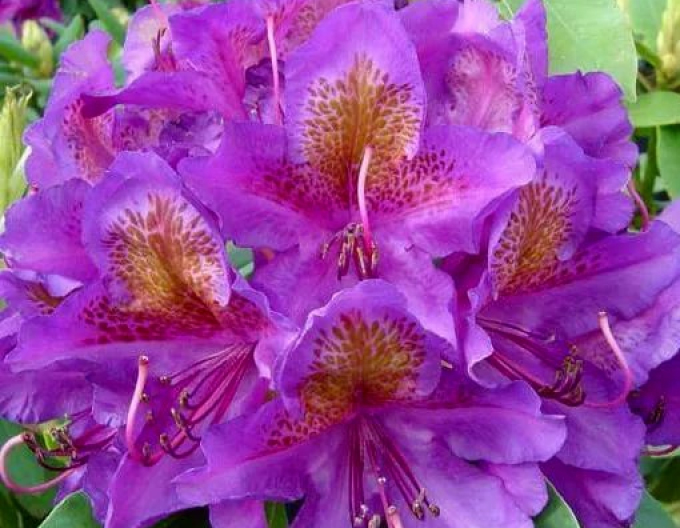 Rhododendron ´Marcel Menard´