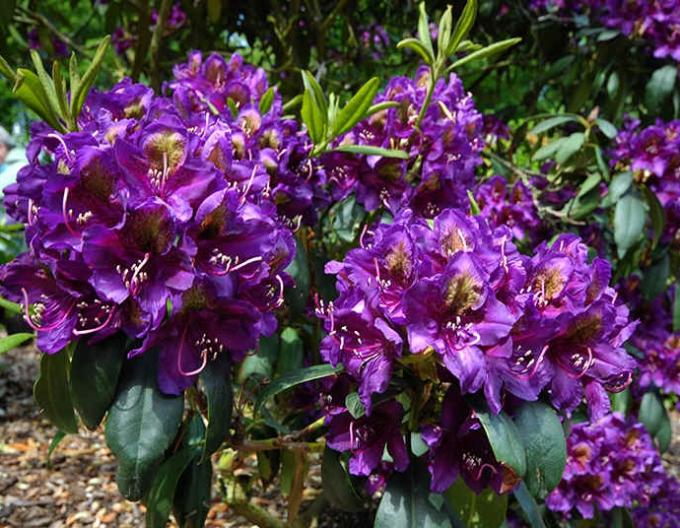 Rhododendron ´Marcel Menard´