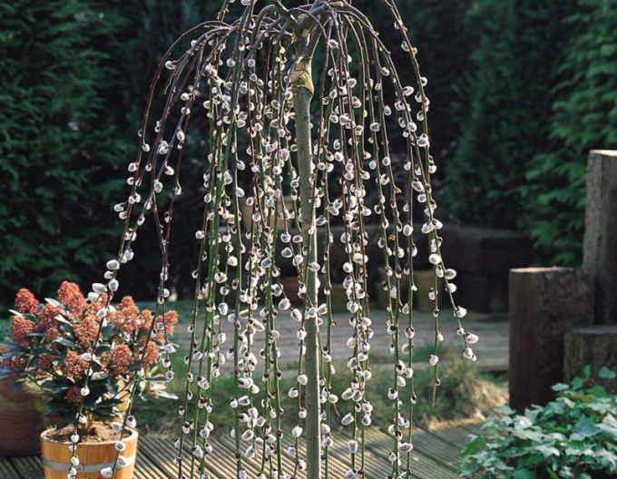 Salcie înaltă ´Kilmarnock´ pe o tulpină 80cm