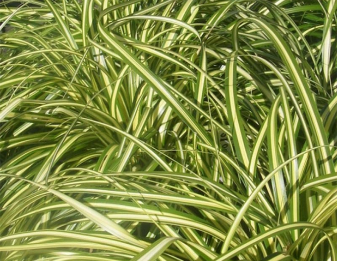 Rogoz "Aureovariegata