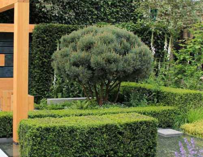 Pin de pădure-watererii pe tulpină