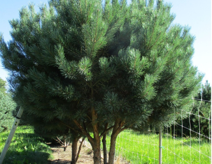 Pin de pădure-watererii pe tulpină