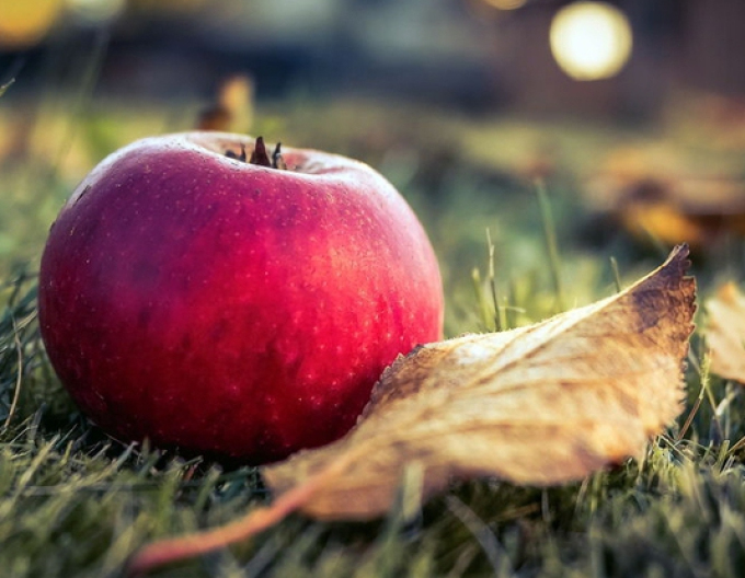 Pom de măr ´Florina´ portaltoi de iarnă. A2, liber.