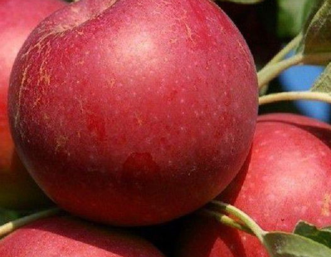 Măr ´Melrose´ iarnă, portaltoi M9, rădăcină liberă