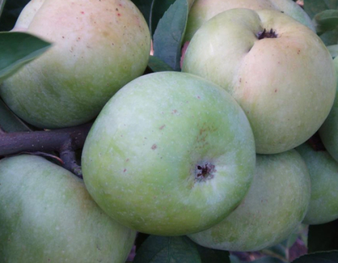 Măr  Transparente de Croncels, portaltoi A2, rădăcină liberă