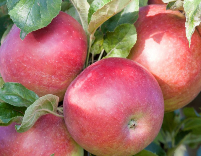 Măr columnar ´Cumulus´ iarnă, sub. MM106, liber.