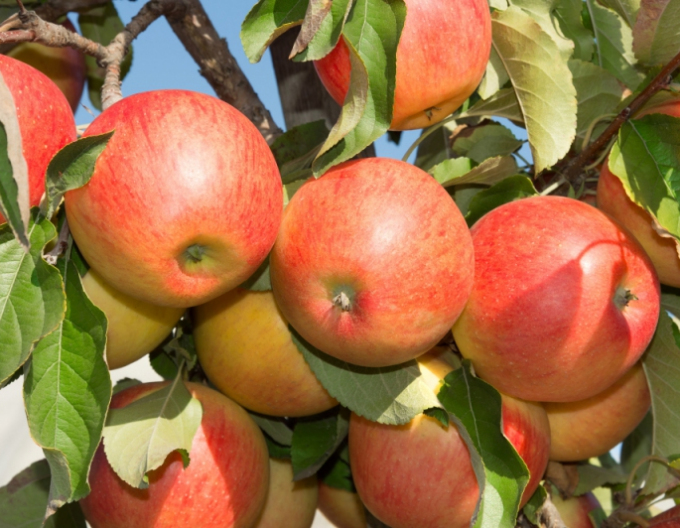 Măr columnar ´Herald´ iarnă, sub. MM106, liber.