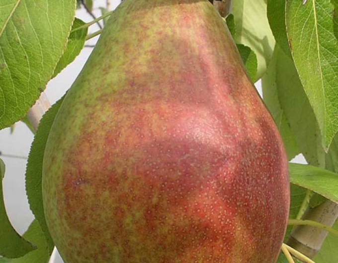 Par ‘Clappova’, vară, portaltoi Dula, rădăcină liberă