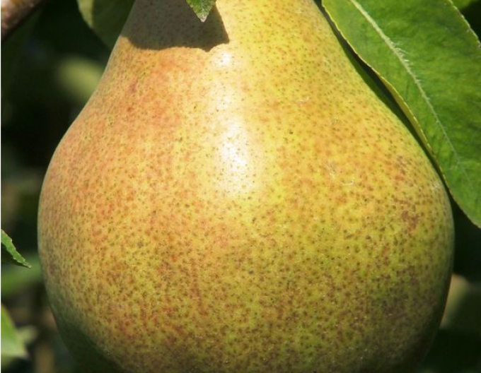 Par ‘Williams verde’, vară, portaltoi Dula, rădăcină liberă