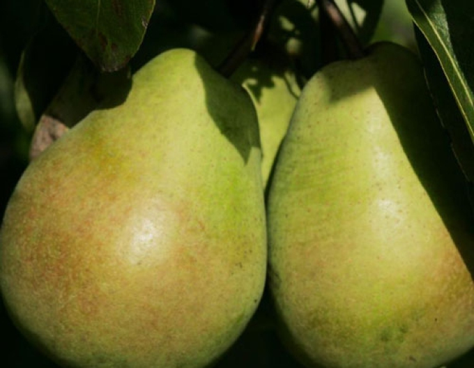 Par ‘Lucasova’, iarnă, portaltoi Dula, rădăcină liberă