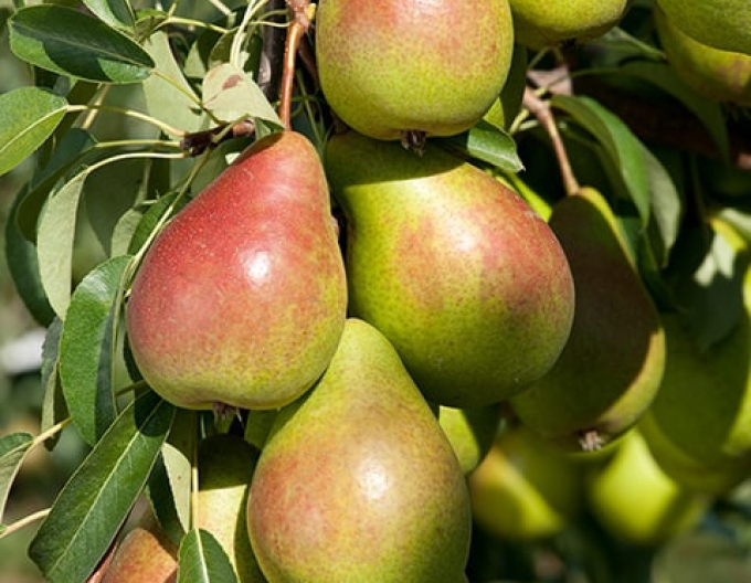 Par pitic ‘Gute Luise’, toamnă, portaltoi Dula, rădăcină liberă