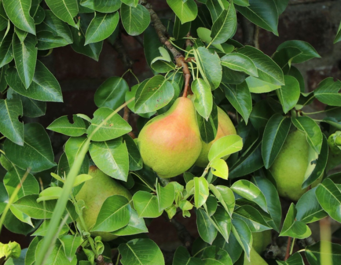 Par pitic ‘Gute Luise’, toamnă, portaltoi Dula, rădăcină liberă