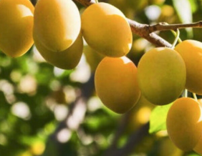 Prun ´Picea galben´