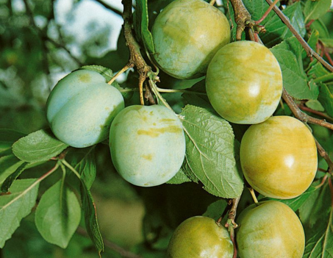 Prun renclod "Verde", portaltoi Myrobalan, rădăcină liberă