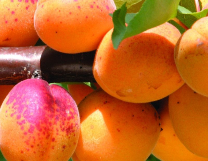 Cais „Velkopavlovická”, timpuriu, portaltoi St. Julien, rădăcină liberă