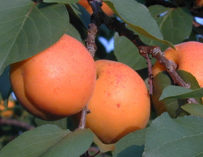 Cais ‘Goldrich’, semitimpuriu, portaltoi Myrobalan, rădăcină liberă