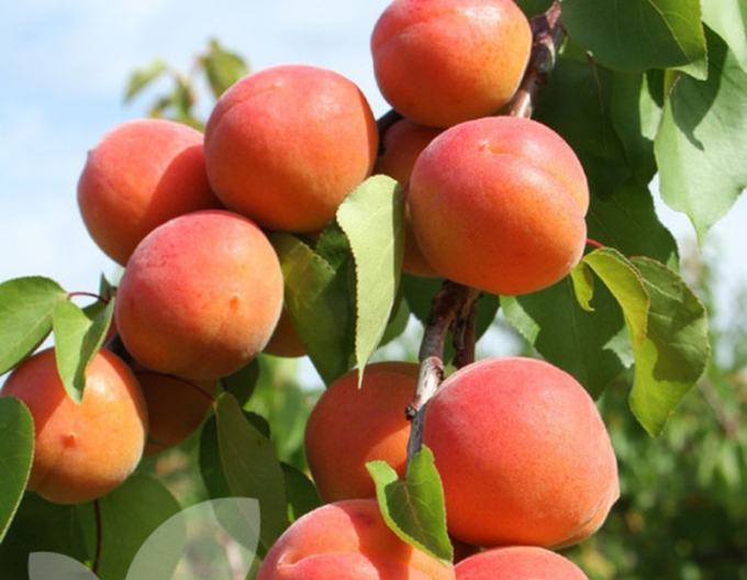 Cais ‘Harogem’, tardiv, portaltoi Myrobalan, rădăcină liberă