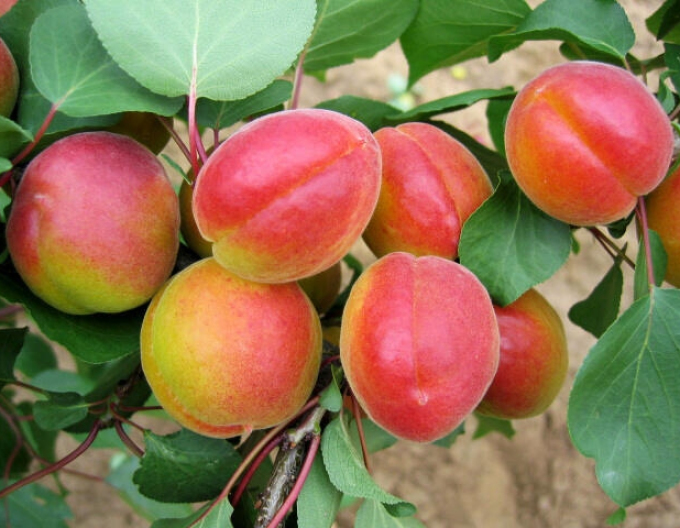 Cais ‘Harogem’, tardiv, portaltoi Myrobalan, rădăcină liberă