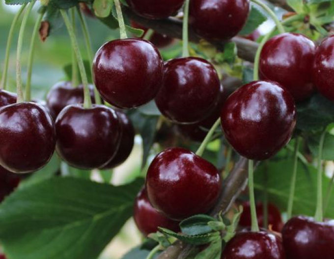 Cireș "MORELLENFEUER" târziu