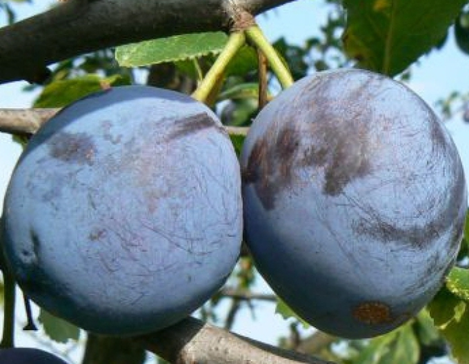 Prun ‘Durandzia’, toamnă, portaltoi Myrobalan, rădăcină liberă